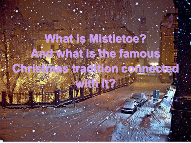 What is Mistletoe? And what is the famous Christmas tradition connected with it?